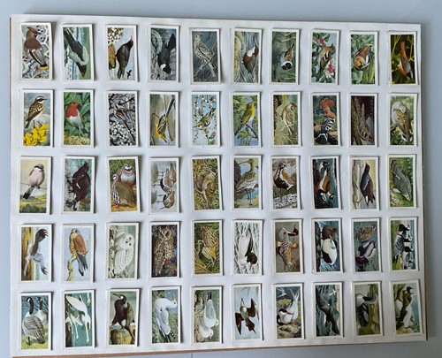 Wild birds britain - wild,