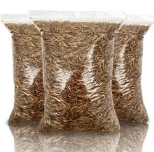 UK Dried Mealworms – Premium
