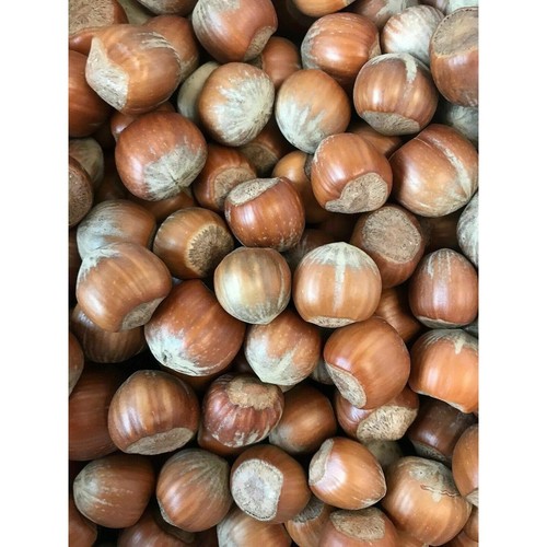 Hazelnuts shells for - hazelnuts,